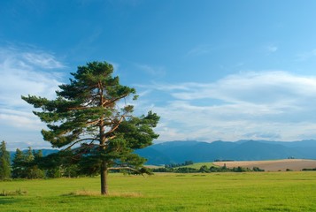 Summer day with pine tree in foreground
