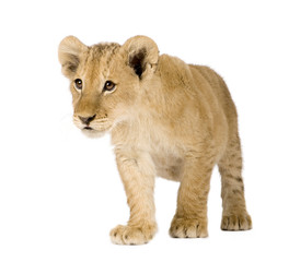 Obraz na płótnie Canvas Lion Cub (4 months) in front of a white background