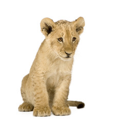 Plakat Lion Cub (4 months) in front of a white background