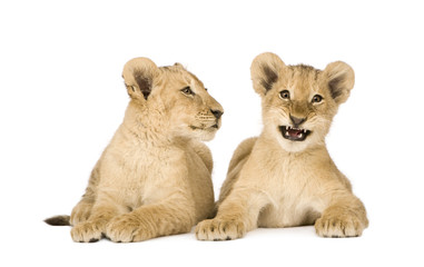 Lion Cub (4 months) in front of a white background