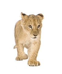 Fototapeta na wymiar Lion Cub (4 months) in front of a white background