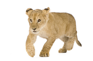 Plakat Lion Cub (4 months) in front of a white background