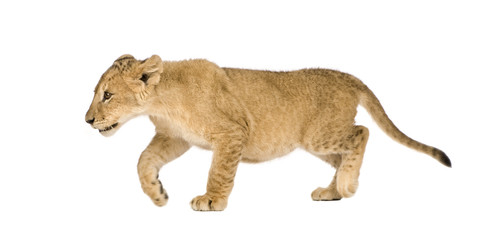Lion Cub (4 months) in front of a white background