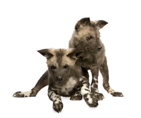 African wild dog cub(9 weeks) in front of a white background