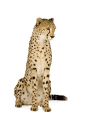 Cheetah - Acinonyx jubatus in front of a white background