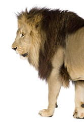 Lion (4 and a half years)  in front of a white background