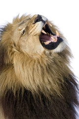 Lion in front of a white background