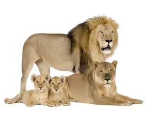Poster de jardin Lion Lionne (8 ans) - Panthera leo devant un fond blanc