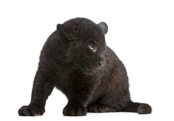 Obraz premium Jaguar cub (2 months) in front of a white background