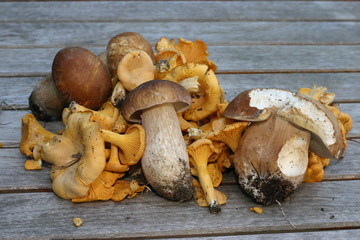 cèpes et girolles ramassées dans le Médoc (33)