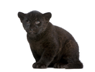 Jaguar cub (2 months) in front of a white background