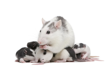 Rat in front of a white background