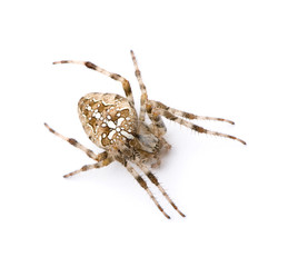 diadem spider in front of a white background
