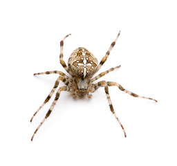 diadem spider - Araneus diadematus