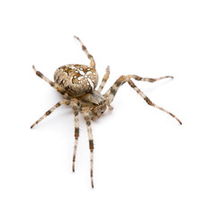 diadem spider in front of a white background