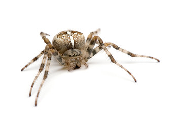 diadem spider - Araneus diadematus