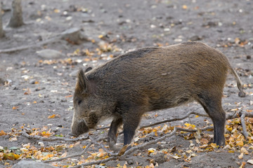 Wild boar in the forest