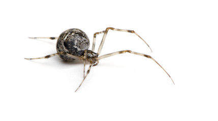 Common house spider in front of a white background