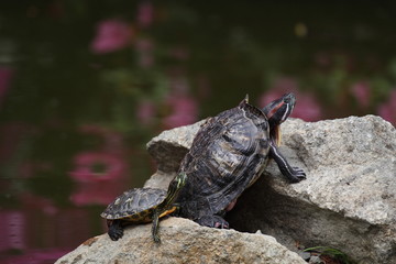 Two turtles on the rock