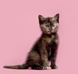 Tortoiseshell cat (2 months) in front of a pink background