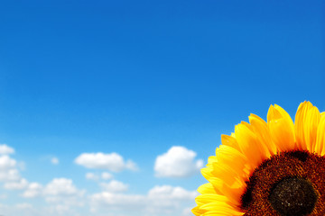 Sunflower on a background of the cloudy blue sky