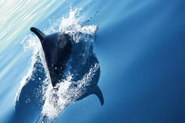 Crédence de cuisine en verre imprimé Dauphin Dolphin Diving