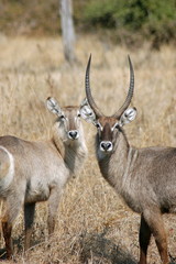 Waterbuck