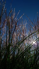 Fototapeta premium Grass against a very deep blue sky