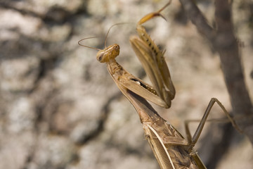 Close up of Praying Mantis