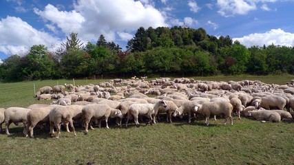 Naklejka na ściany i meble Sheep on a south western german meadow in late summer