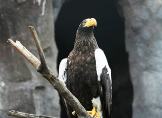 Eagle