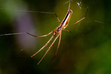 spider