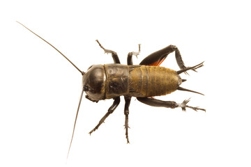 uno scarafaggio da sopra