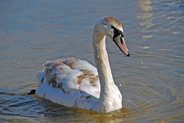 swan