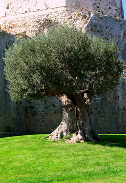 olivier et vieille pierre, sud de la france