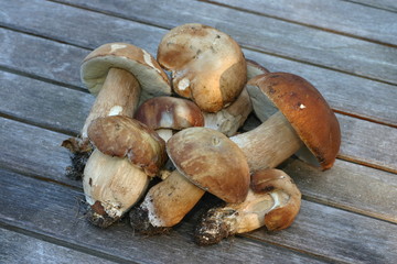 cueillette de champignons