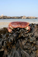 crab, crabe, crabes, pinces, tourteau, tourteaux