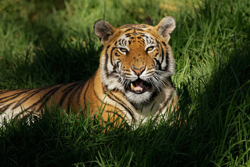 Bengal tiger (Panthera tigris bengalensis)