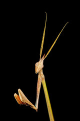 Cone-headed mantid (Idolomorpha dentifrons), southern Africa