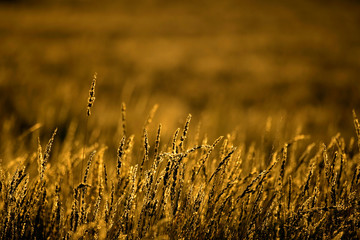 Golden grasses (Shmidtia kalihariensis), Kalahari, South Africa