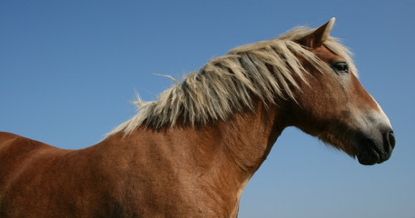 cheval,chevaux,blond,crinière,