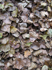 Autumn leaves