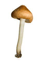 mushroom