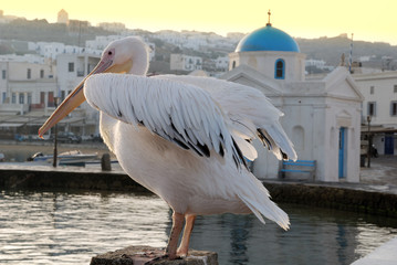 pellicano 3
