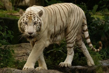 Tigre blanc, Panthera tigris
