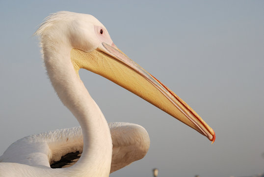 pellicano