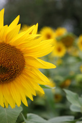 Obraz premium Half of sunflower with field of sunflowers in the background