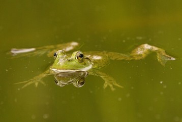 Grenouille taureau, Rana catesbeiana