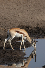 Springbock am Wasserloch im Etosha-Nationalpark, Namibia