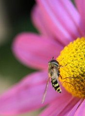 hoverfly on flower 05